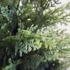 Artificial 5ft cedar pine cypress conifer tree - Image 2