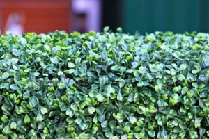 7 reasons to choose an artificial hedge