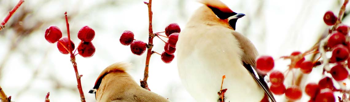 Birds in the winter garden