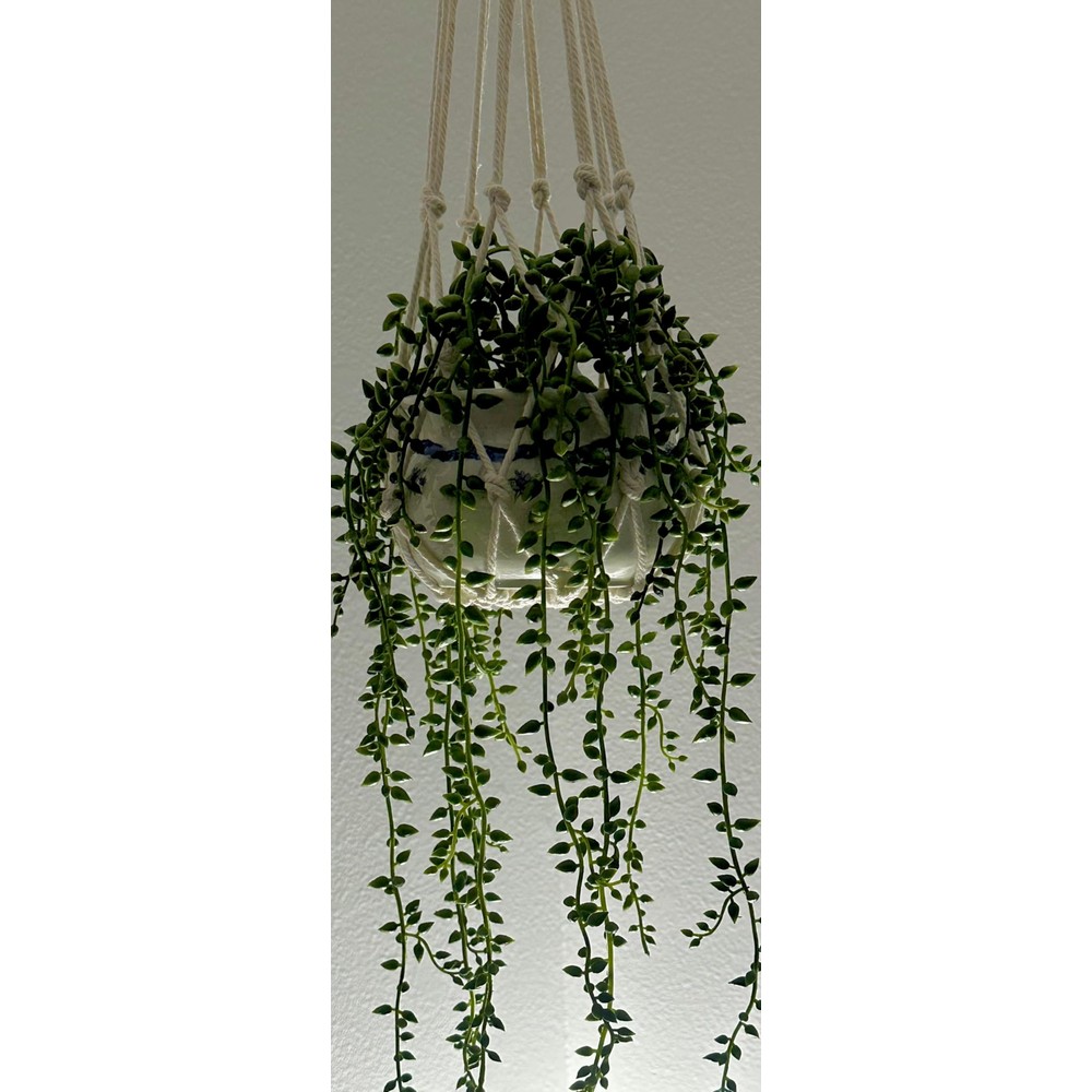 Customer display of artificial string-of-pearls stems for your own pots (pair, 55cm)