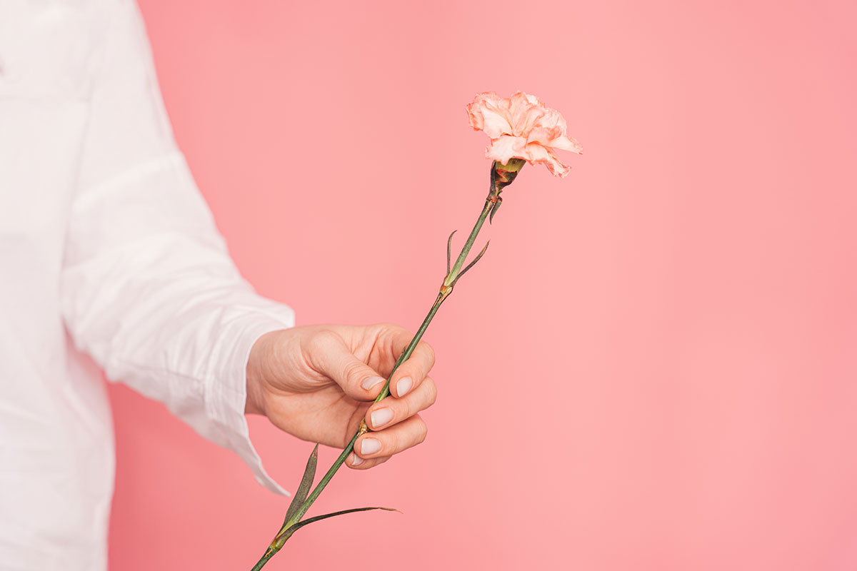 Holding flower in hand on a pink background. Looks like a carnation.