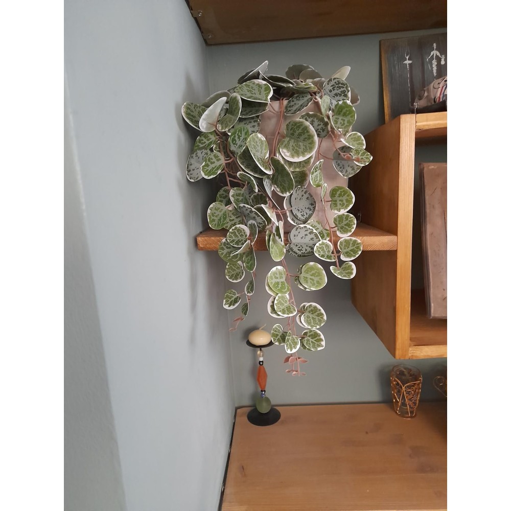 Customer display of hollyone artificial string-of-hearts plant in a white ceramic pot (43cm)