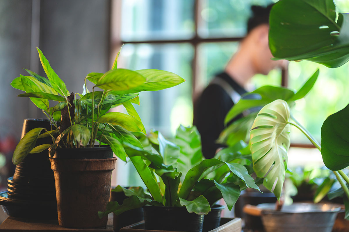 A person tending to indoor house plants