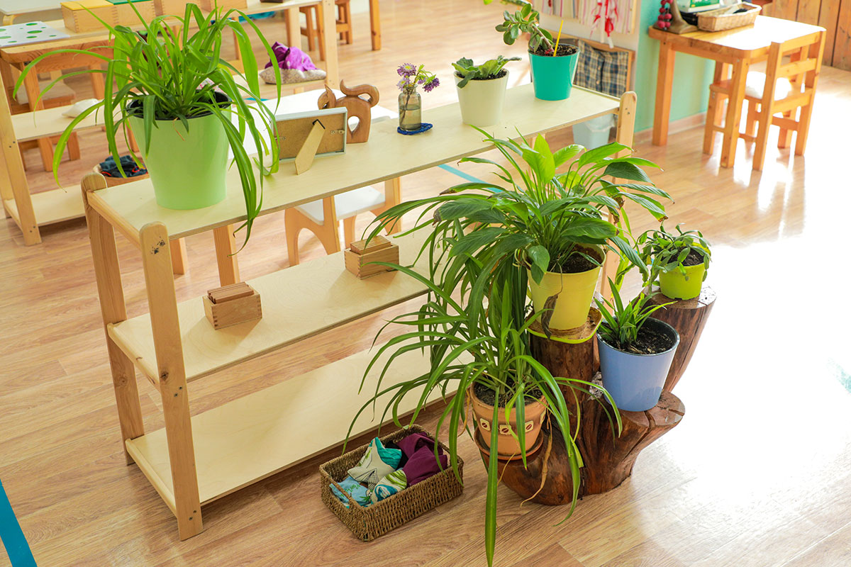 Plants on a bookshelf in a bright classroom